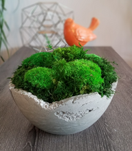 Load image into Gallery viewer, 9.5&quot; Distressed Concrete Moss Bowl
