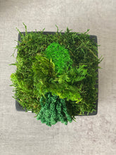 Load image into Gallery viewer, 5” Square Moss Bowl - Made to order
