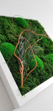 Load image into Gallery viewer, 12” x 12” Moss Wall Art - Red Curly Willow
