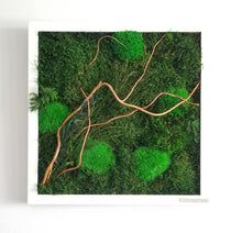 Load image into Gallery viewer, 12” x 12” Moss Wall Art - Red Curly Willow
