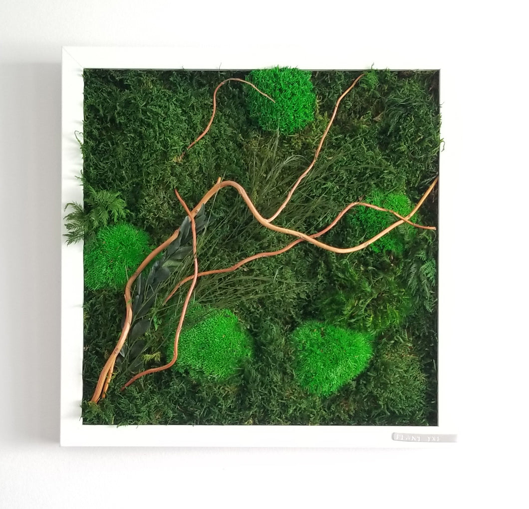 12” x 12” Moss Wall Art - Red Curly Willow